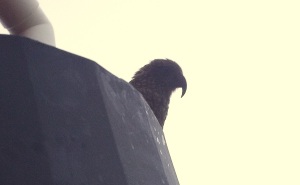 Kea greeting me in the morning at Ball Hut